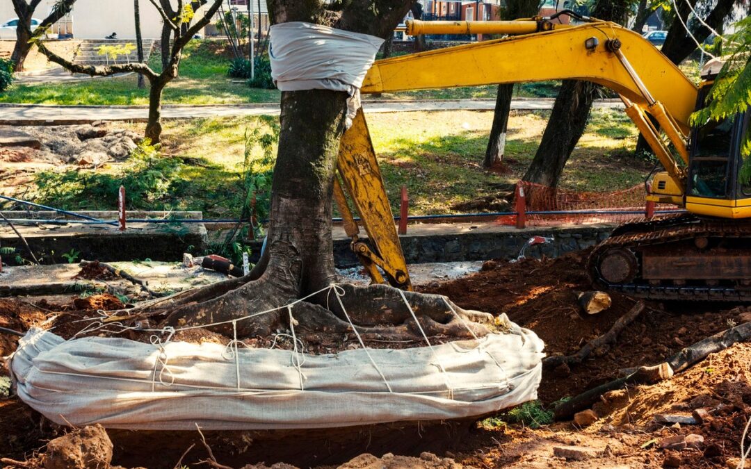 5 Benefits of Professional Tree Removal In New Orleans