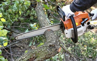 Benefits of Using a Professional Tree Service in New Orleans